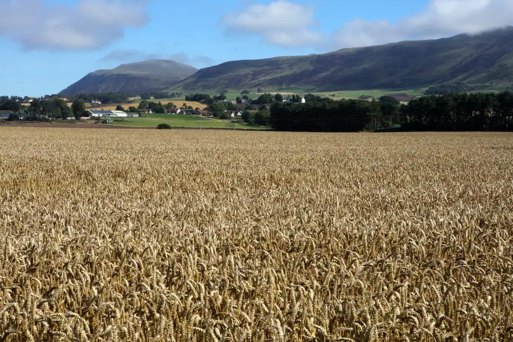 Arable crops, Leven, Scotland